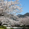 sakura 009