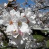 sakura 010