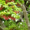 botan 002
