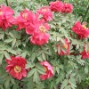 botan 005