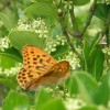 tuyu 008