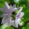 tuyu 011