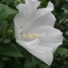tuyu c 004