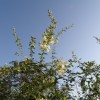sirohagi