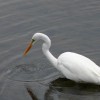 P1010145