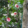 P1290871