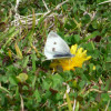 P1310459