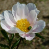 P1580321