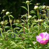 P1580344