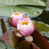 P1580612