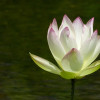 P1580893