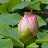 P1580918