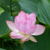 P1590285