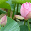 P1590300