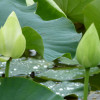 P1590347