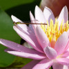 P1600629