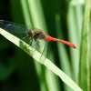 P1600666